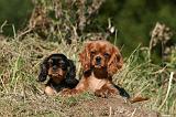 CAVALIER KING CHARLES 691